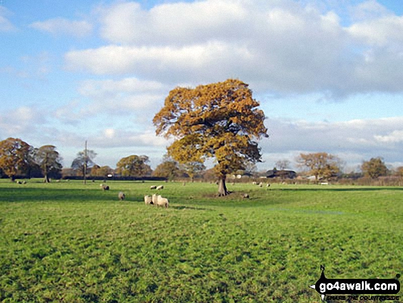 Walk ch124 Holford Hall from Plumley - The Cheshire Countryside near Holford Hall