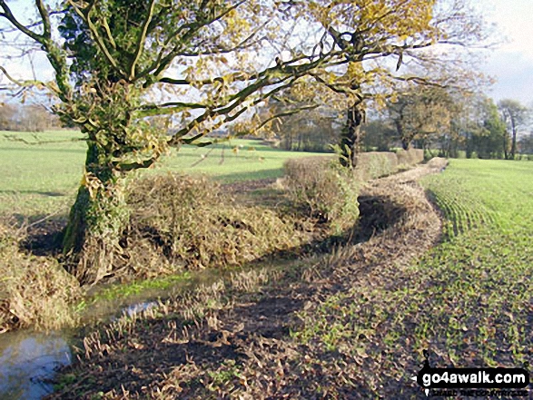 Walk ch177 Holford Hall and Royd Wood from Plumley - The Cheshire Countryside near Royd Wood