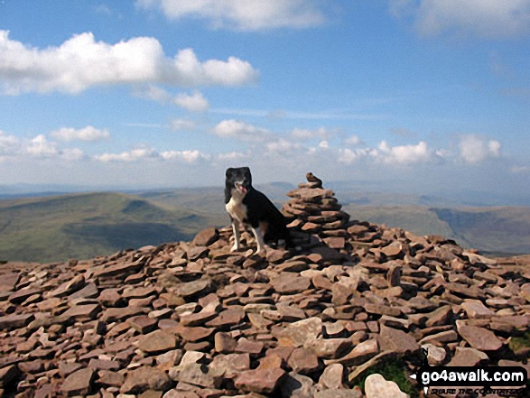 My Dog 'Skye' on the summit of Corn Du 