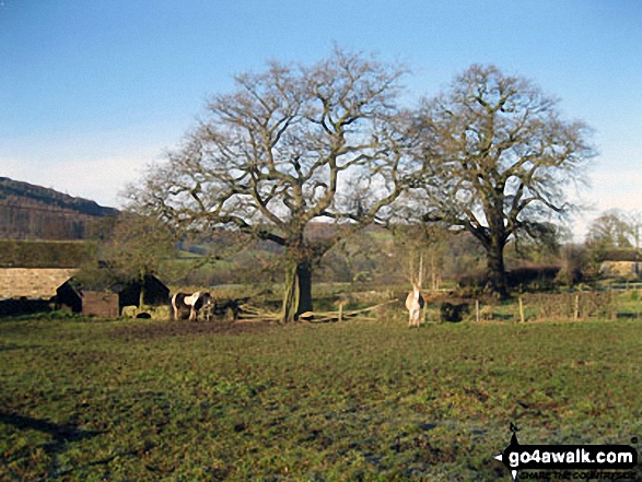 Walk d239 Chatsworth Park, Beeley and Wellington's Monument from Baslow - Horses in a field, Beeley