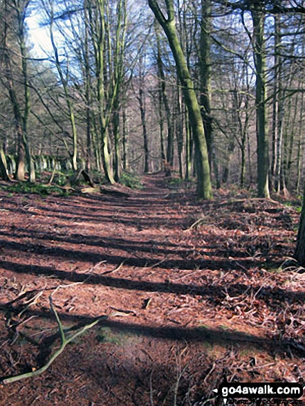 Walk d317 Beeley and Beeley Plantation from Calton Lees - Beeley Plantation