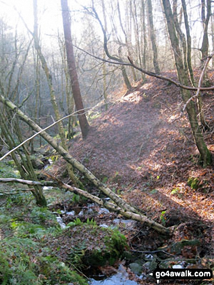 Walk d317 Beeley and Beeley Plantation from Calton Lees - Beeley Brook in Beeley Plantation