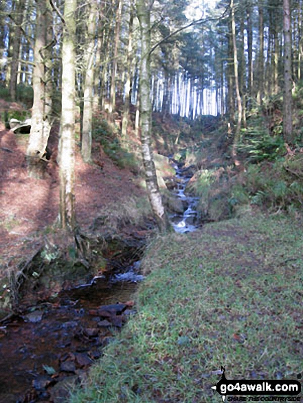 Beeley Brook in Hell Bank Plantation, Beeley 