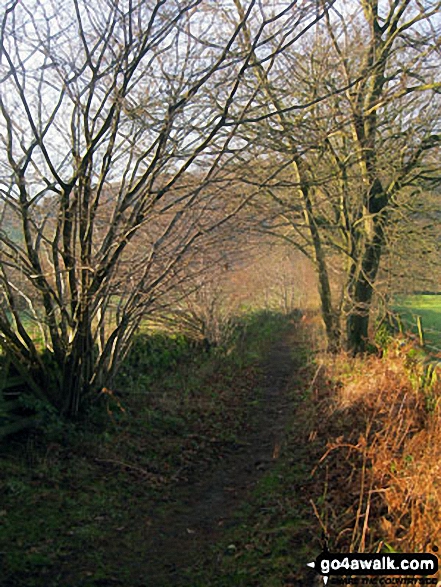 Walk d125 Hob Hurst's House and Beeley Moor from Beeley - Green lane below Smeltingmill Wood near Beeley