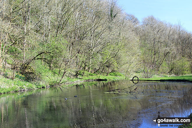 Walk d151 Youlgreave, The Limestone Way and Lathkill Dale from Over Haddon - The River Bradford near Youlgreave in beautiful Bradford Dale