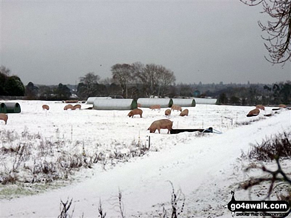 Pigs in a field near Weeting in the snow 