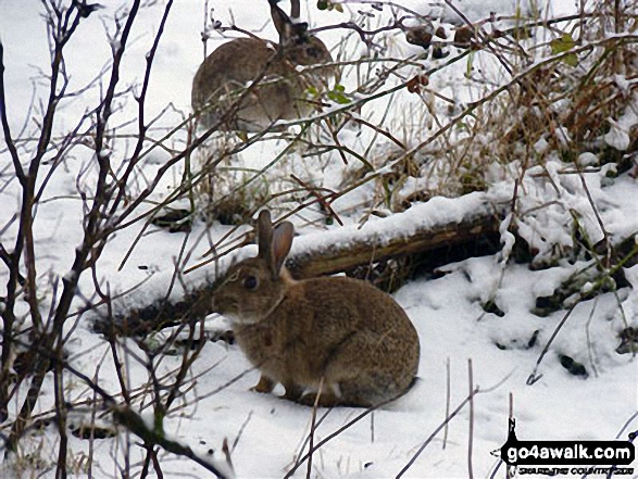 Rabbits near Weeting in the snow 