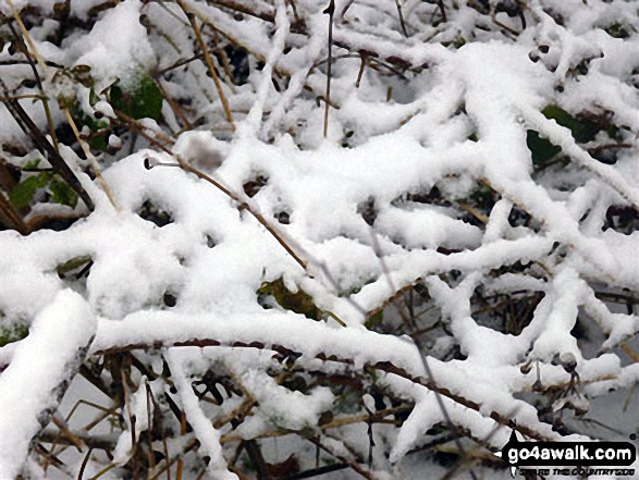 Woodland near Weeting in the snow 