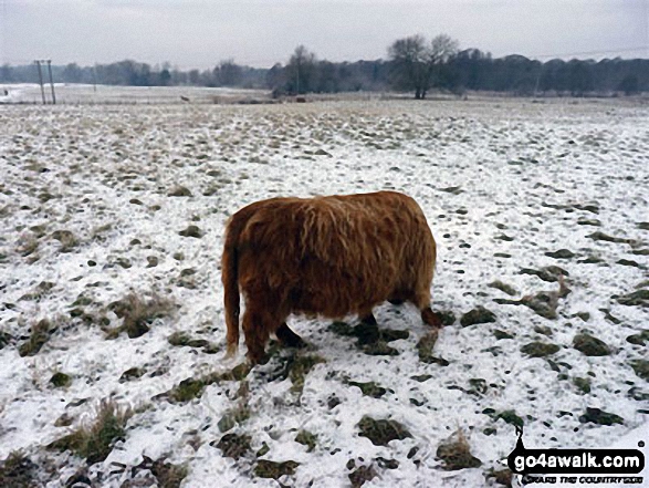 Highland Cattle near Weeting in the snow 