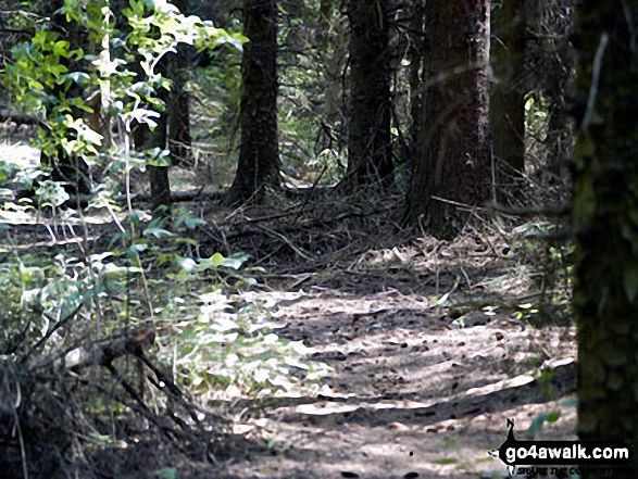 Walking through woodland on the banks of Langsett Reservoir 