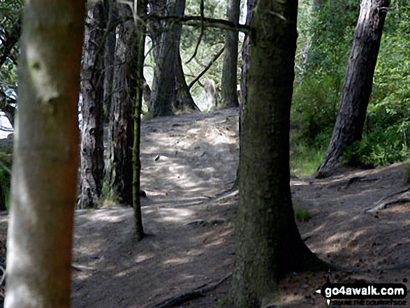 Walking through woodland on the banks of Langsett Reservoir 