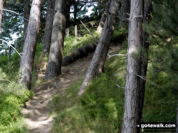 Walking through woodland on the banks of Langsett Reservoir 