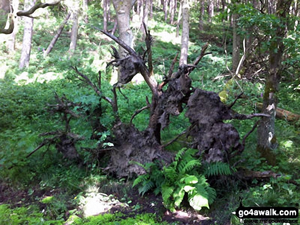 Walking through woodland on the banks of Langsett Reservoir 