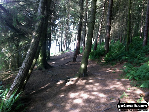 Walk sy108 Langsett Reservoir from Langsett Barn - Walking through woodland on the banks of Langsett Reservoir