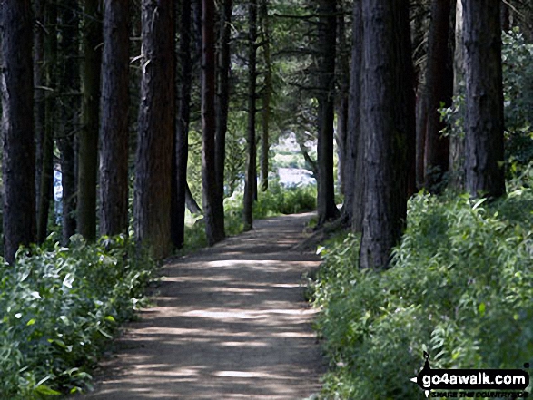 Walk sy108 Langsett Reservoir from Langsett Barn - Walking through woodland on the banks of Langsett Reservoir