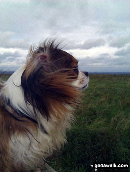 My dog, Sir Neville Poopalot standing on the Trig point at the top of Walbury Hill Walbury Hill is the highest point of Berkshire. He is only a small dog so this was a mountain for him.