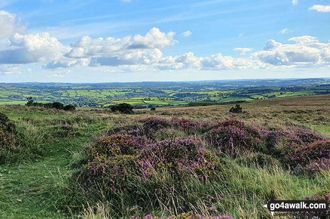 The view from Gibbet Hill (Dartmoor) 