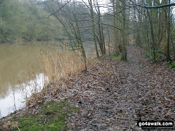 Walk ch139 The Weaver Navigation from Pickerings Lock - Woodland path beside The Weaver Navigation