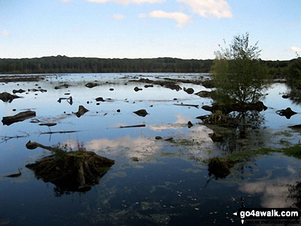 Blakemere Moss, Delamere Forest 