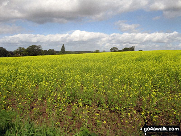 Walk ch181 The Trent and Mersey Canal from Little Leigh - Fields in bloom near Little Leigh