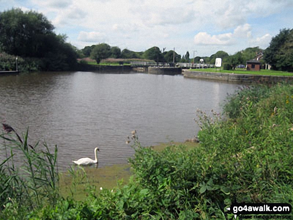 Saltersford Locks on The Weaver Navigation 