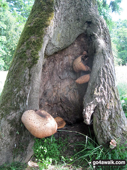 Walk ny277 Ana Cross from Hutton-le-Hole - Fungi in Hagg Wood near Lastingham