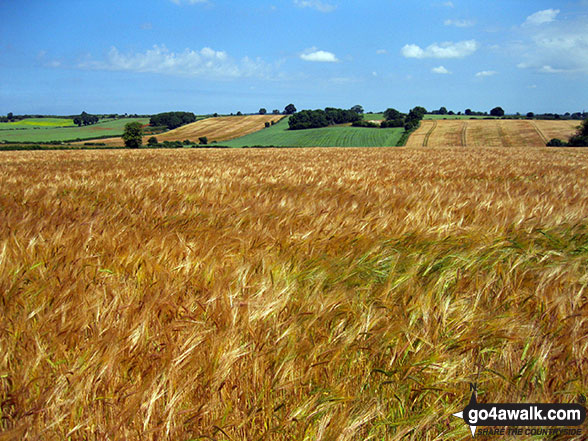 Walk ny190 Appleton-le-Moors from Hutton-le-Hole - Fields near Appleton-le-Moors