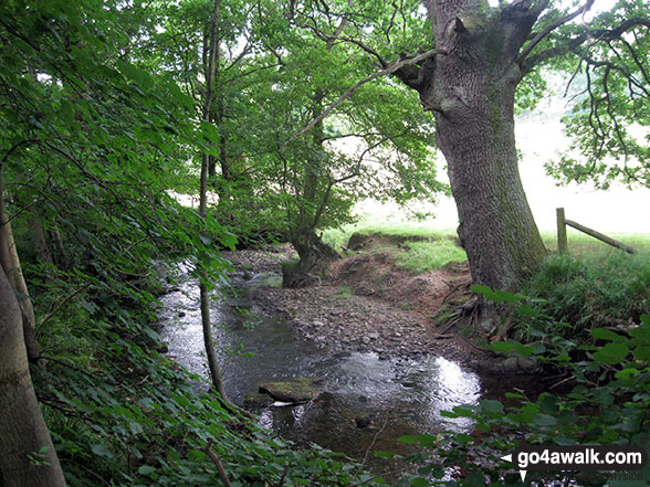 The River Dove in Ferndale Nature Reserve 