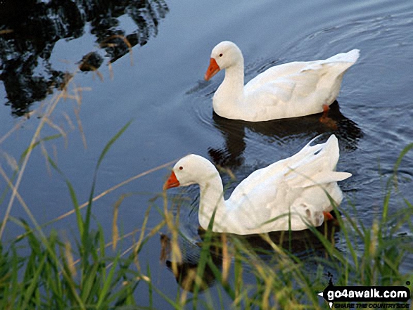 Walk ny161 Meugher from Yarnbury, Grassington - Ducks on the River Wharf near Grassington