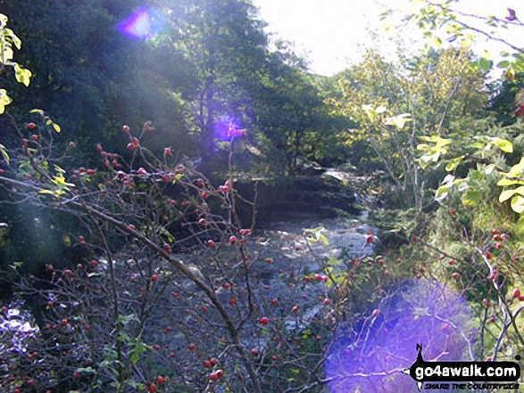 Walk du104 Elephant Trees from Wolsingham - The River Wear in Weardale