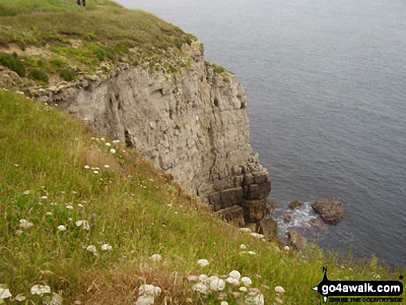 Walk do115 Corfe Castle and Houns Tout Cliffs from Worth Matravers - The South West Coast Path above St Aldhelm's Head (St Alban's Head)