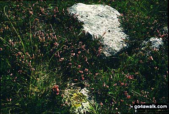 Heather and Rock en-route to Ben Nevis 