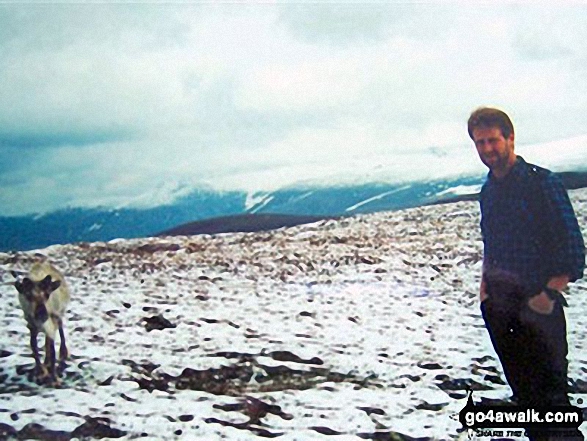 Me and my reindeer friend (well it followed me for long enough) approaching the summit of Bynack More 