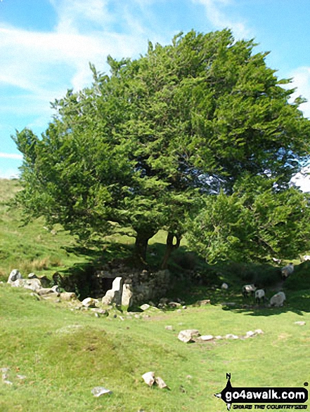 Ruin and Tree near Devonport Leat 