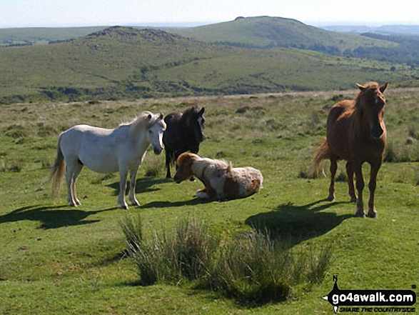 Walk de104 South Hessary Tor and Black Tor from Princetown - Dartmoor Ponies near Devonport Leat