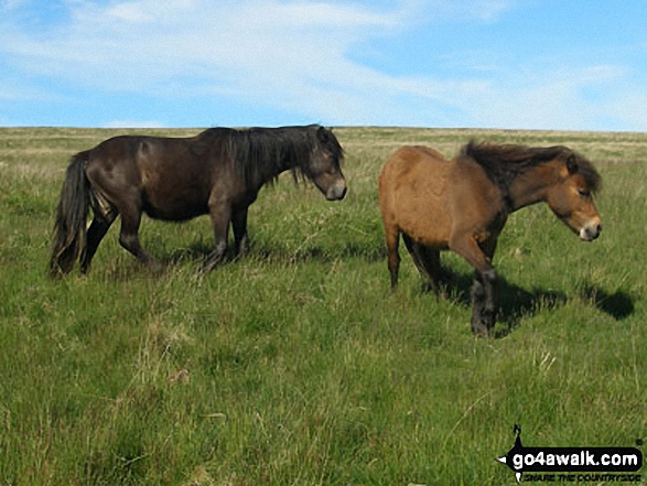 Walk de104 South Hessary Tor and Black Tor from Princetown - More Dartmoor Ponies near Devonport Leat