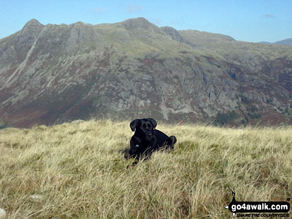 Walk c425 The Oxendale Fells from The Old Dungeon Ghyll, Great Langdale - The Langdale Pikes from the summit of Pike of Blisco (Pike o' Blisco)