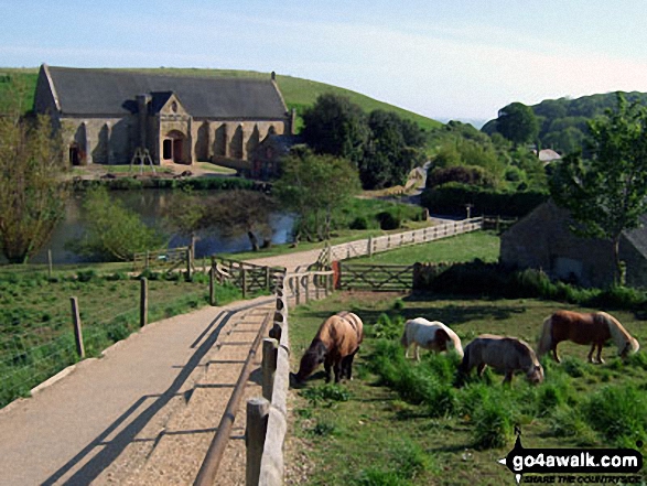 Abbotsbury Swannery 