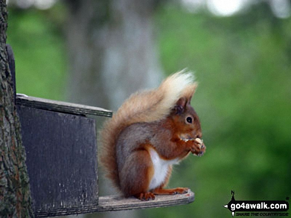 Walk c146 The Dodds from Dockray - Red Squirrel in Dockray Meadow