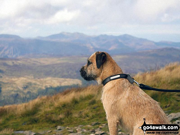 Walk c124 Helvellyn Ridge from Thirlmere - Our dog Ted enjoying the view in the way up Helvellyn