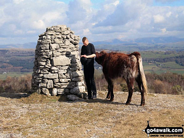 Walk c444 Lord's Seat (Whitbarrow Scar) from Mill Side - My boyfriend being accosted by a cow on Lord's Seat (Whitbarrow Scar) summit