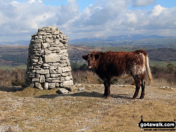 Cow on Lord's Seat (Whitbarrow Scar) summit