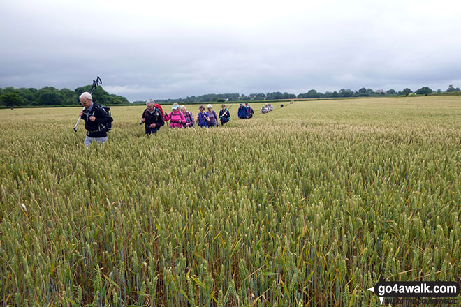 Walk sh106 Webscott from Myddle - Chester Rambling & Hillwalking Club walking through fields near Myddle