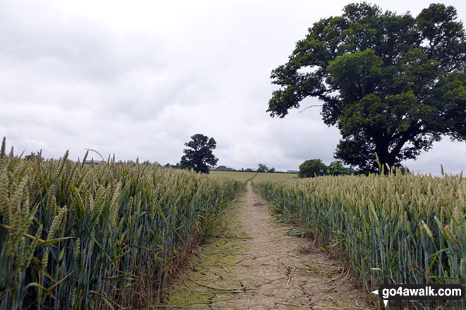 Walk sh106 Webscott from Myddle - Fields near Myddle