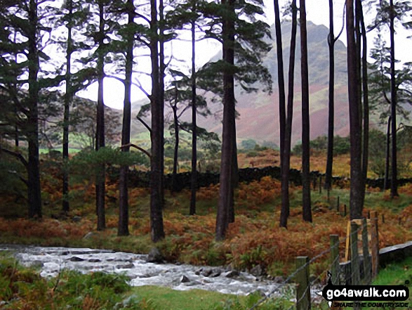 Walk c328 The Greendale Horseshoe - Yewbarrow (now conquered!) from the road to the  National Trust Camp Site at Wasdale where we were staying