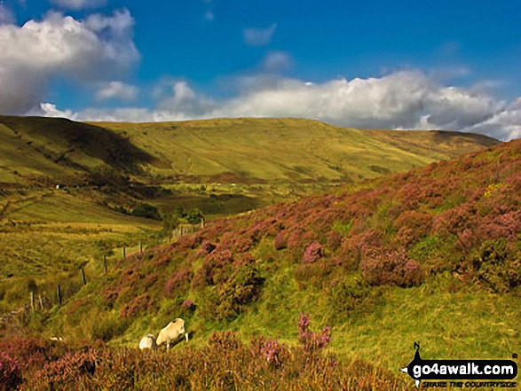 Walk po112 Fan Frynych, Craig Cerrig-gleisiad and Fan Fawr from near Libanus - Craig Cerrig-gleisiad and Glyn Tarell from The Storey Arms Outdoor Centre