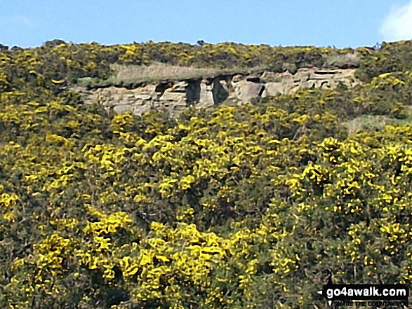 Walk d107 Abney Clough, Eyam Moor and Sir William Hill from Bretton - The Broom in bloom in Abney Clough