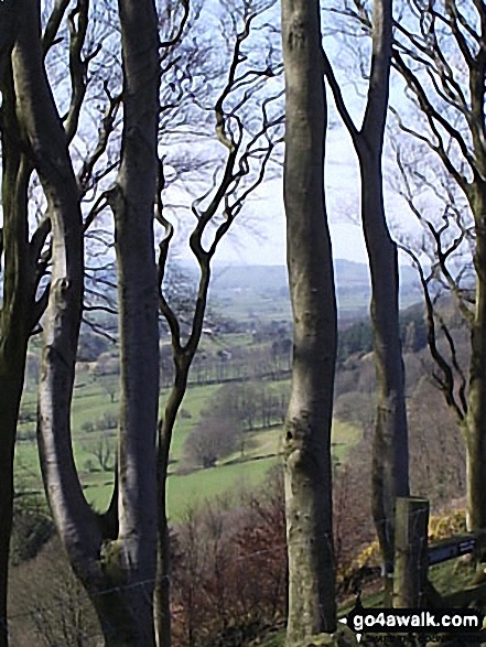 Walk d133 Sir William Hill, Abney and Bretton from Eyam - Bretton Clough through the trees