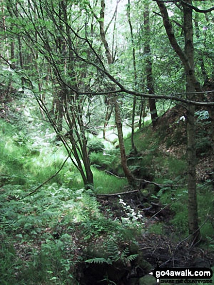 Walk d317 Beeley and Beeley Plantation from Calton Lees - Beeley Plantation