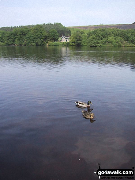 Walk d211 Chatsworth Park from Baslow - Ducks on Emperor Lake, Chatsworth Park